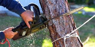 Best Leaf Removal  in Belvidere, NJ