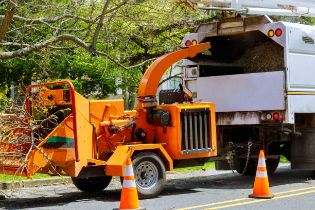 Best Root Management and Removal  in Belvidere, NJ