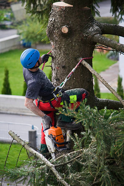 Best Firewood Processing and Delivery  in Belvidere, NJ