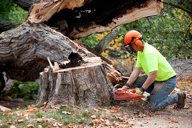 Best Tree Trimming and Pruning  in Belvidere, NJ