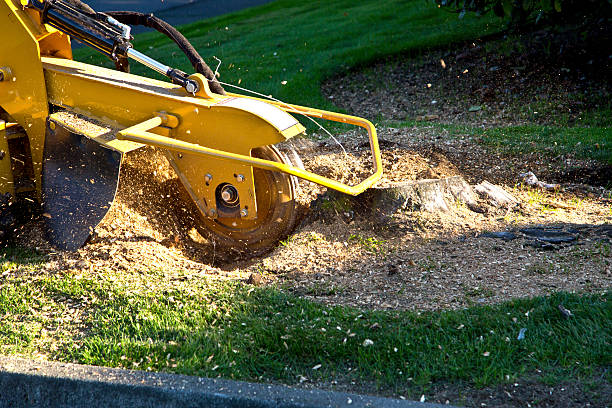 Best Tree Disease Treatment  in Belvidere, NJ