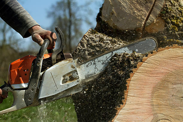 Best Pest Control for Lawns  in Belvidere, NJ
